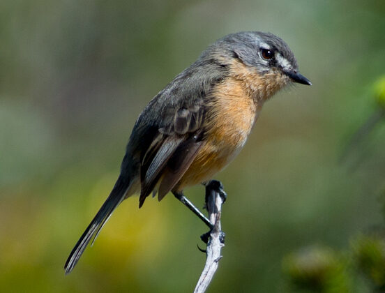 Rufous-sided Scrub Tyrant