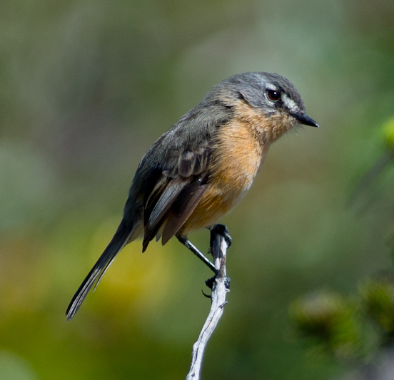 Rufous-sided Scrub Tyrant