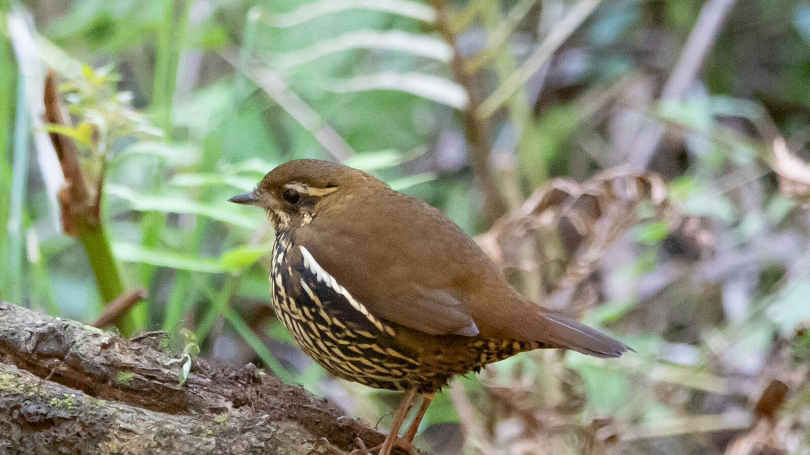 Rufous-tailed Antthrush