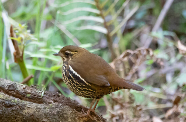 Rufous-tailed Antthrush