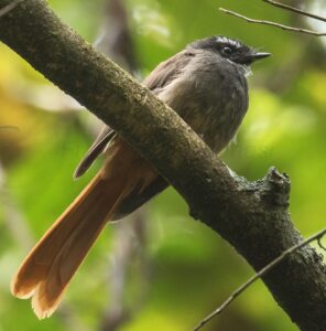 Rufous-tailed Fantail