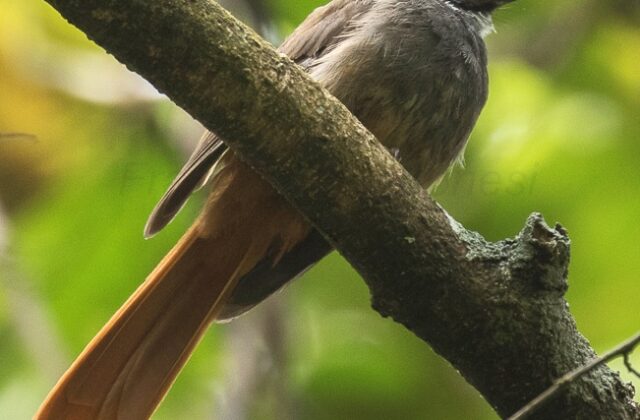 Rufous-tailed Fantail