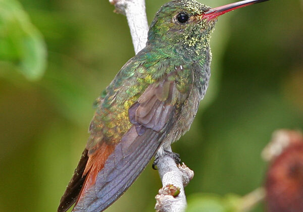 Rufous-tailed Hummingbird