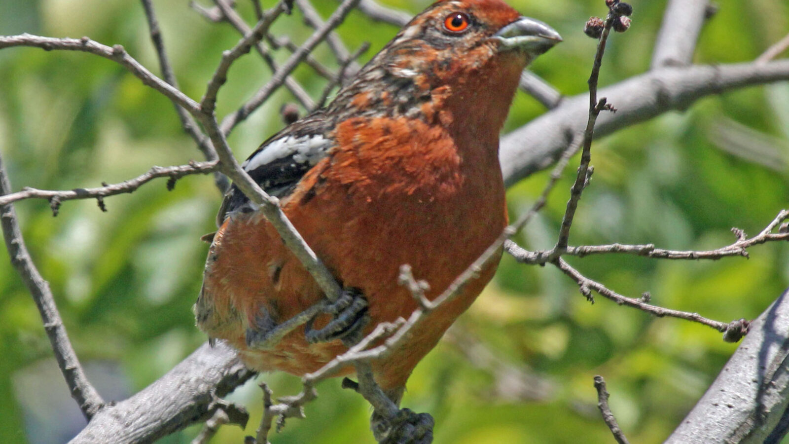 Rufous-tailed Plantcutter