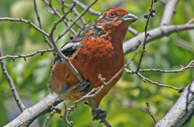 Rufous-tailed Plantcutter