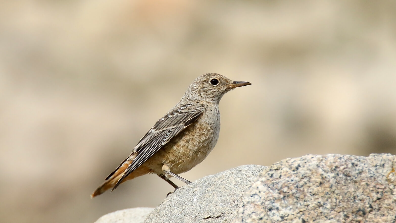 Common Rock Thrush