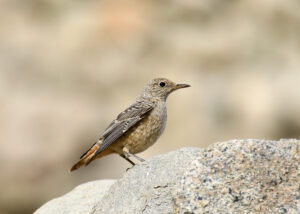 Common Rock Thrush