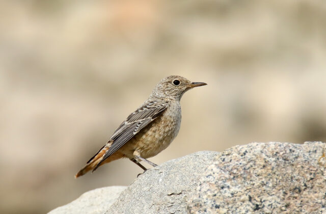 Common Rock Thrush