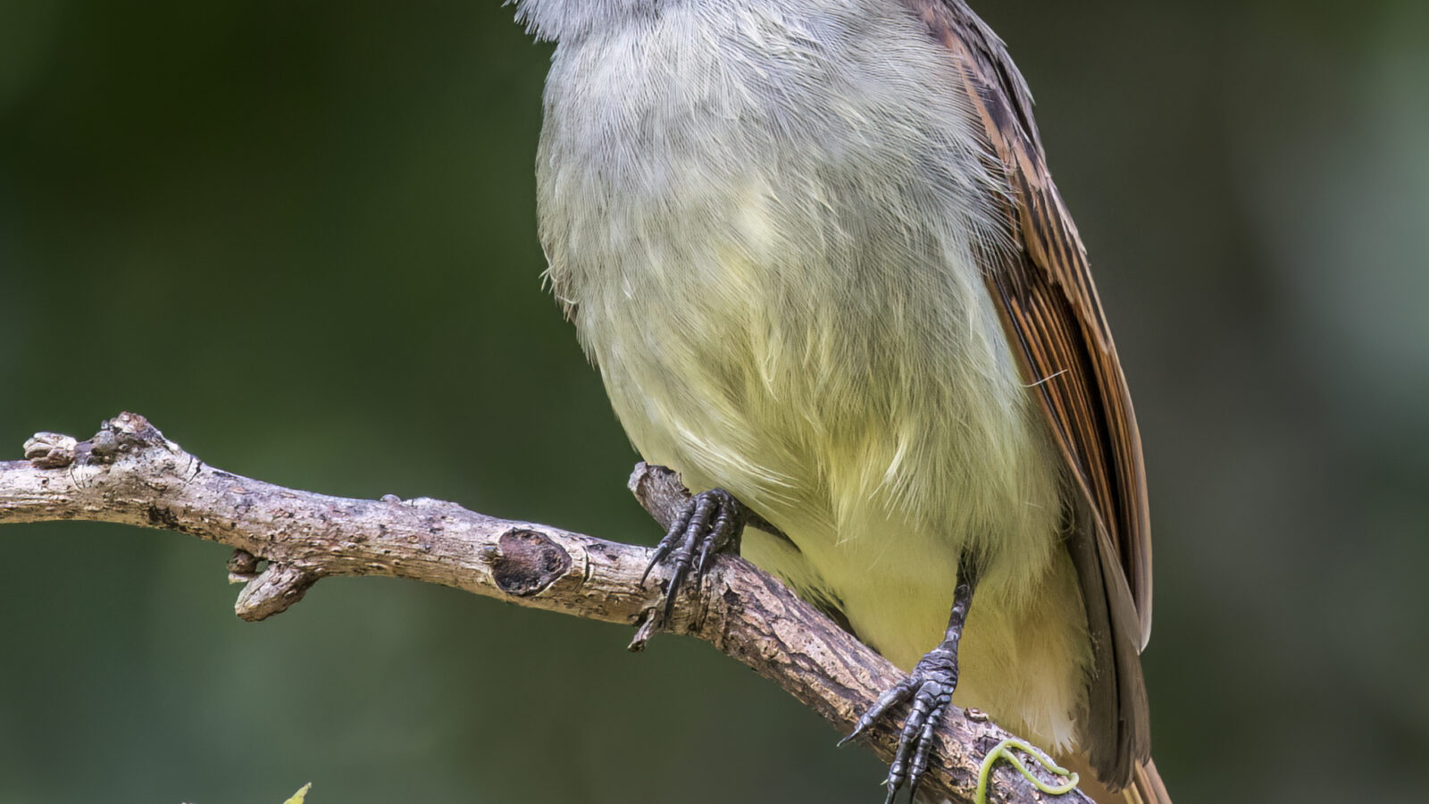 Rufous-tailed Flycatcher