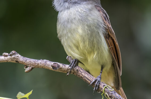 Rufous-tailed Flycatcher