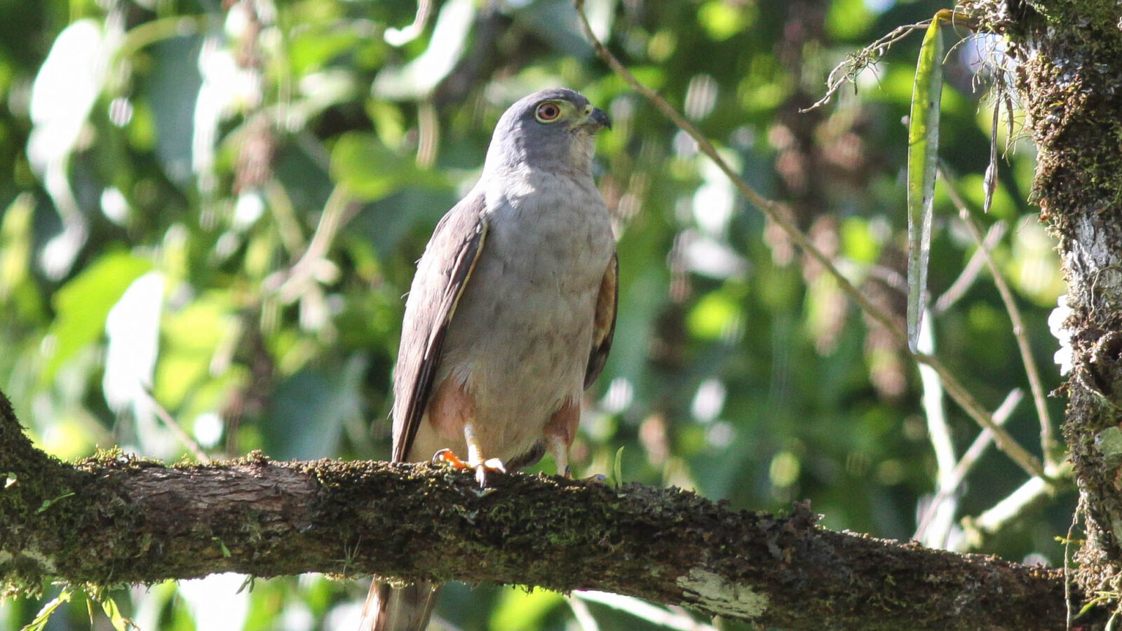 Rufous-thighed Kite