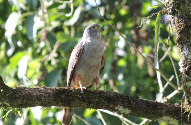 Rufous-thighed Kite