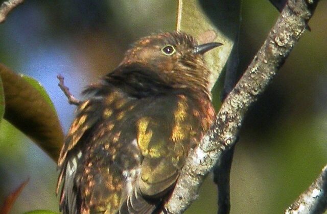 Rufous-throated Bronze Cuckoo