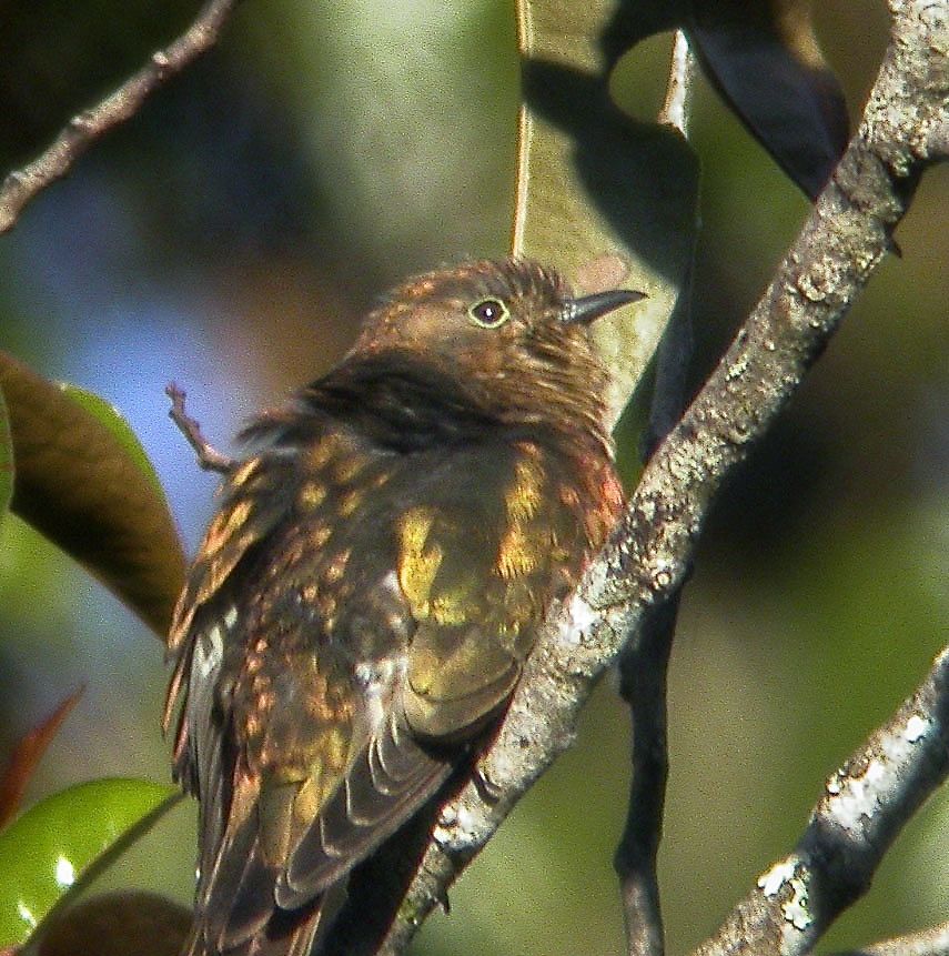 Rufous-throated Bronze Cuckoo