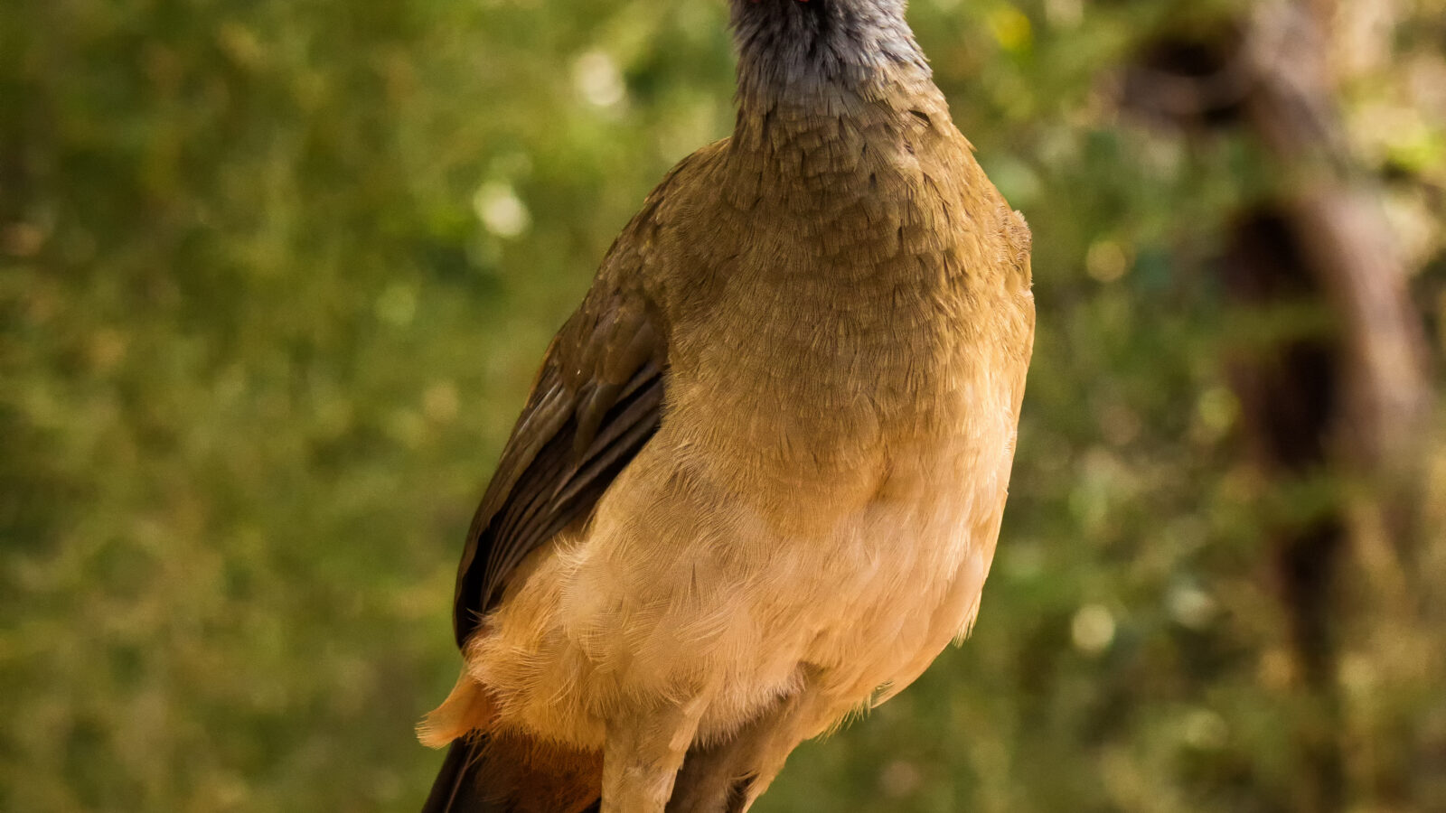 Rufous-vented Chachalaca