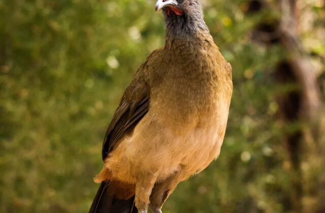 Rufous-vented Chachalaca