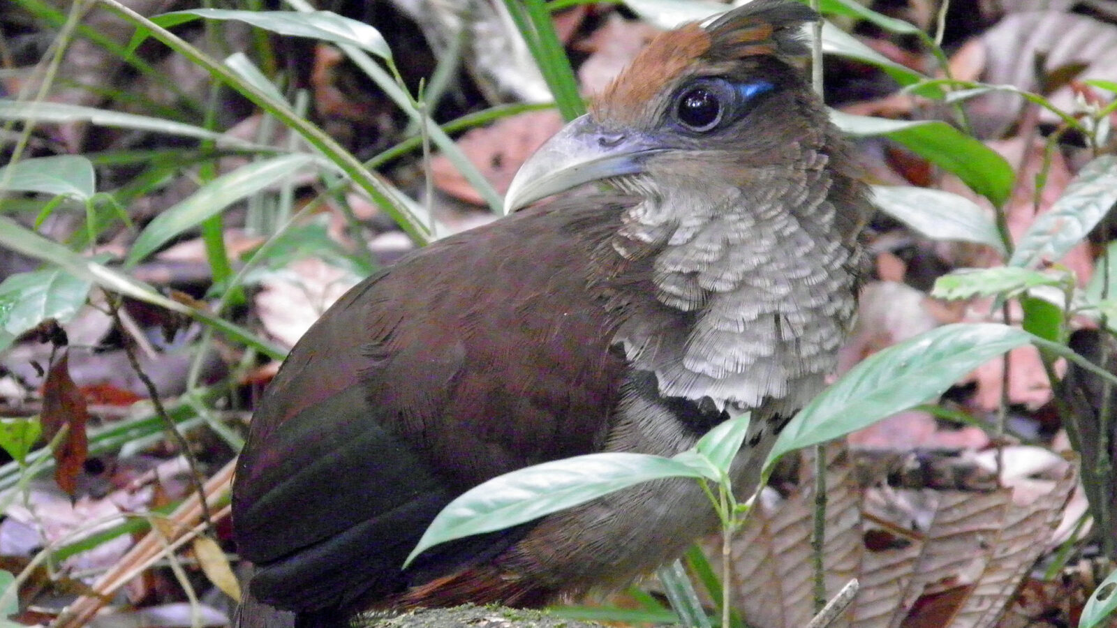 Rufous-vented Ground Cuckoo