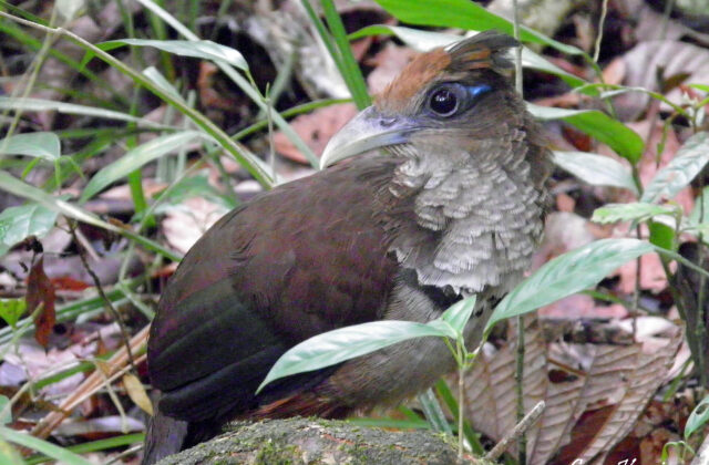 Rufous-vented Ground Cuckoo