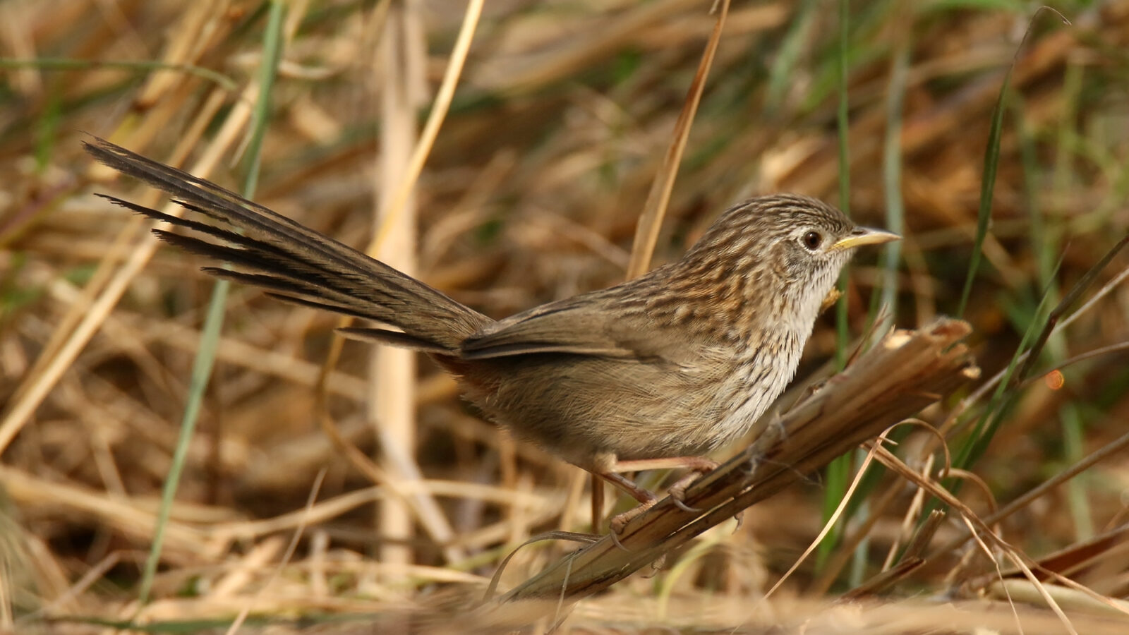 Rufous-vented Grass Babbler