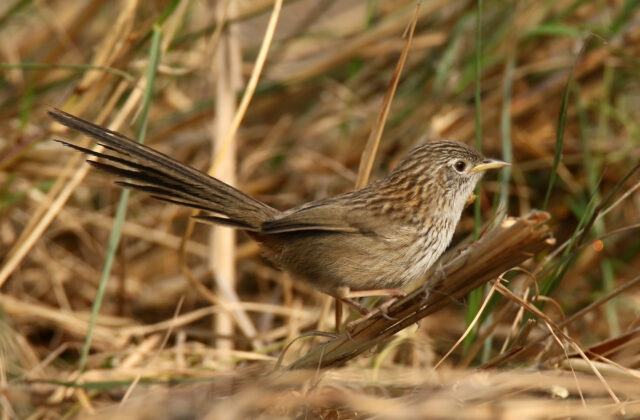Rufous-vented Grass Babbler