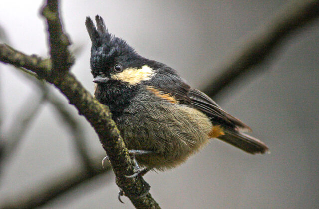 Rufous-vented Tit
