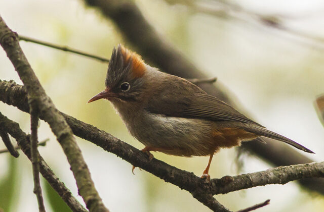Rufous-vented Yuhina