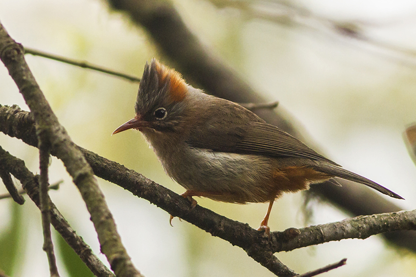 Rufous-vented Yuhina