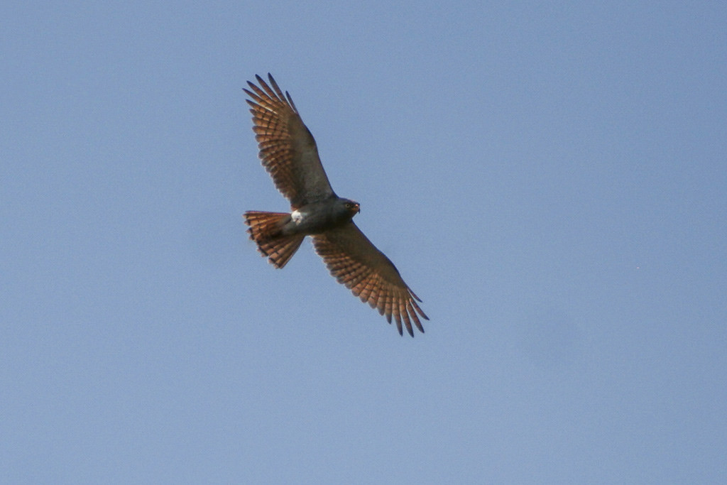 Rufous-winged Buzzard
