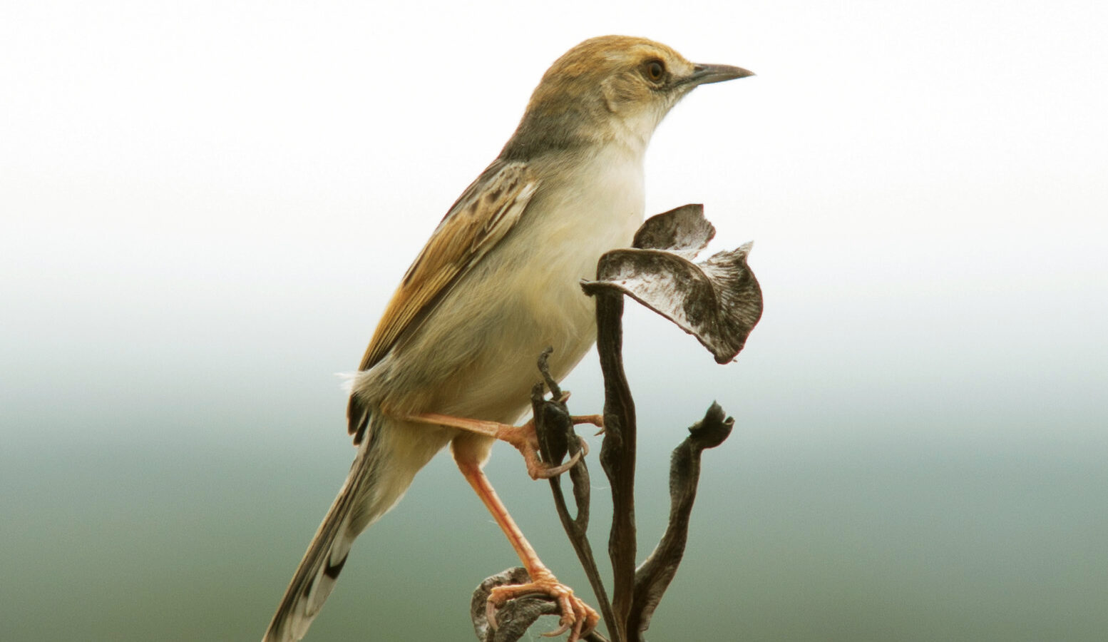 Rufous-winged Cisticola