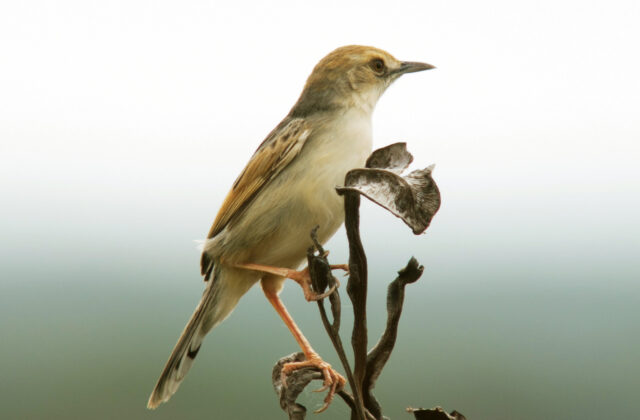 Rufous-winged Cisticola