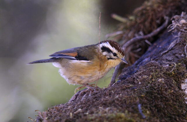 Rufous-winged Fulvetta