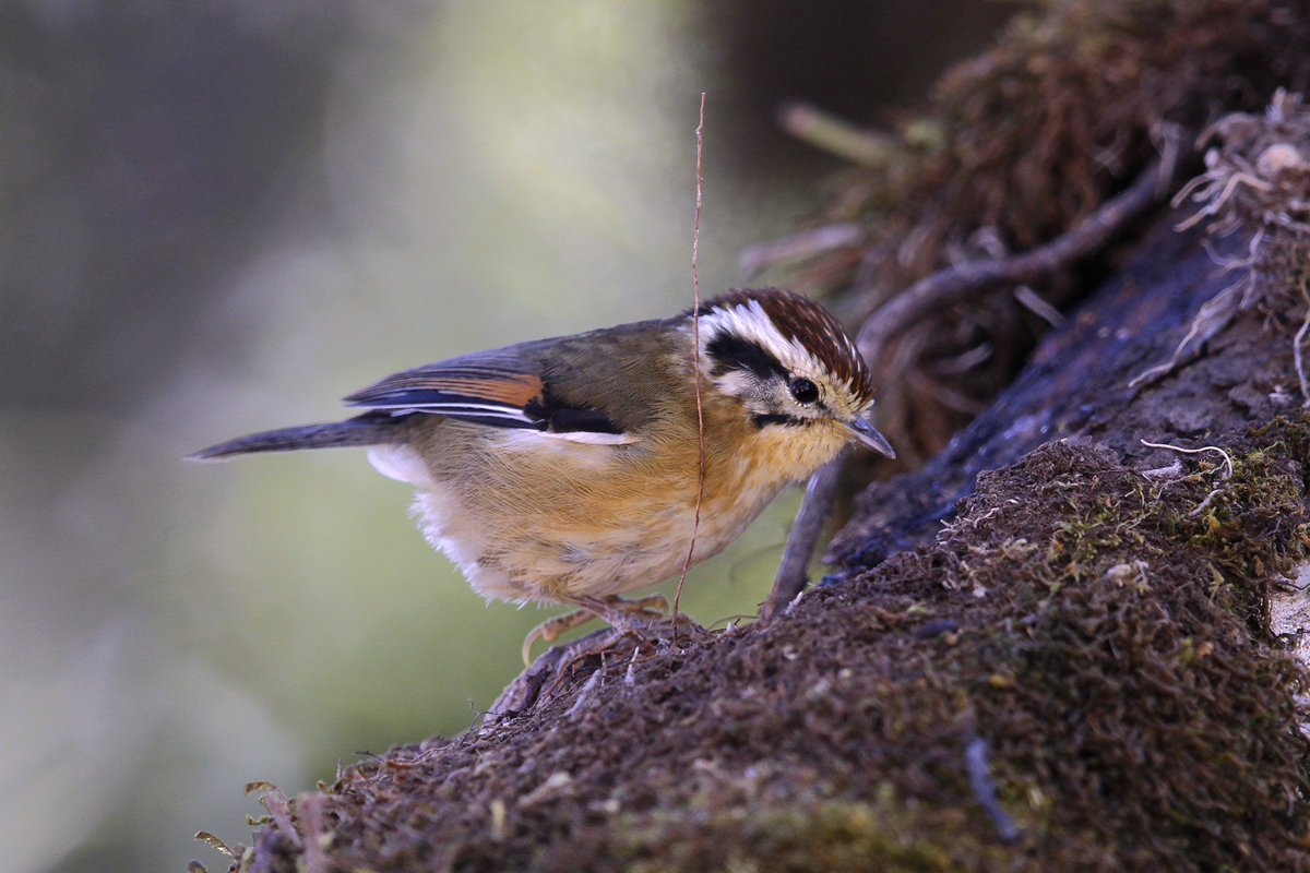 Rufous-winged Fulvetta