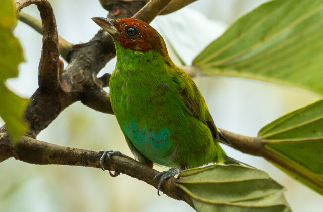 Rufous-winged Tanager
