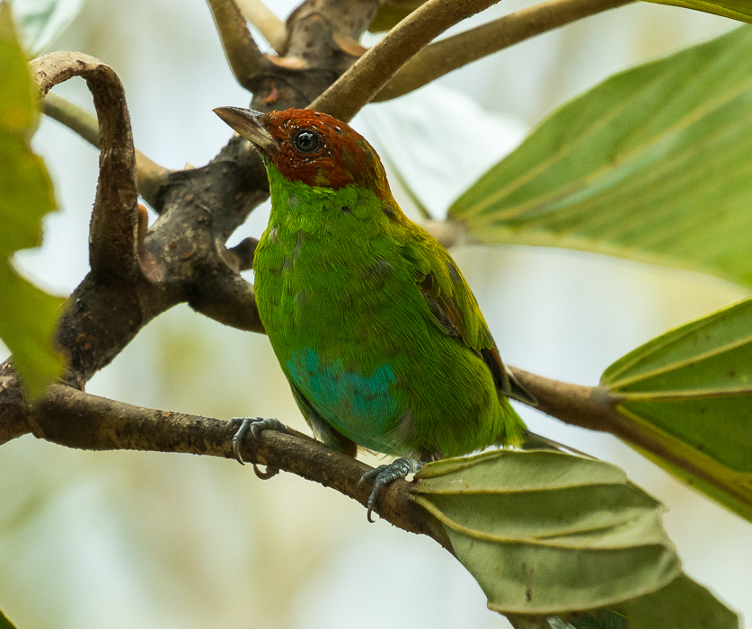 Rufous-winged Tanager