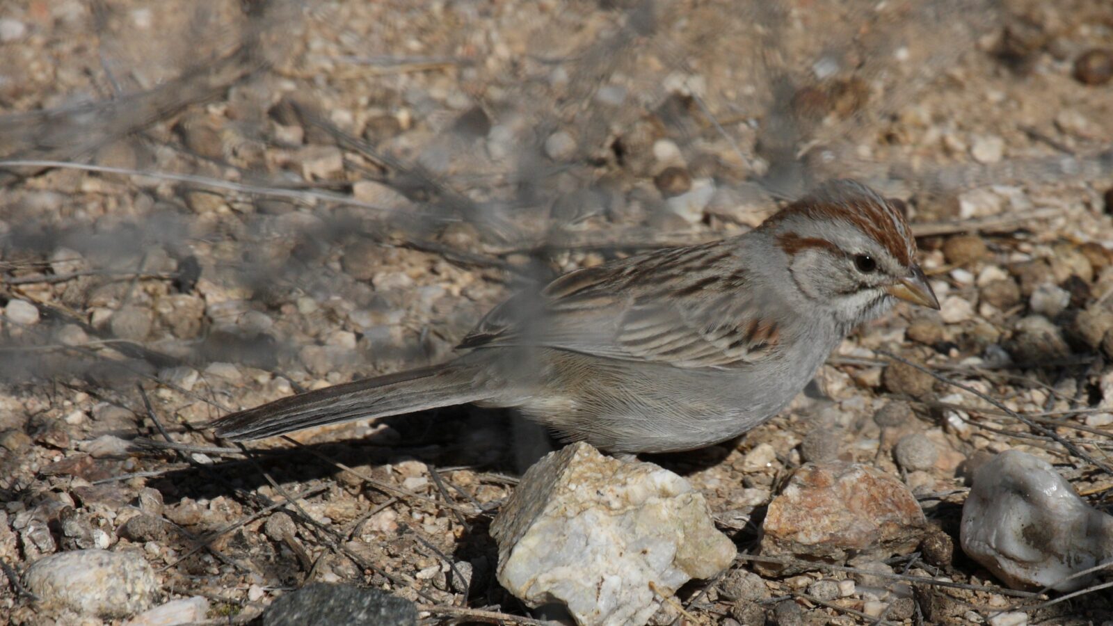 Rufous-winged Sparrow