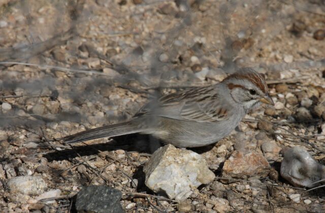 Rufous-winged Sparrow