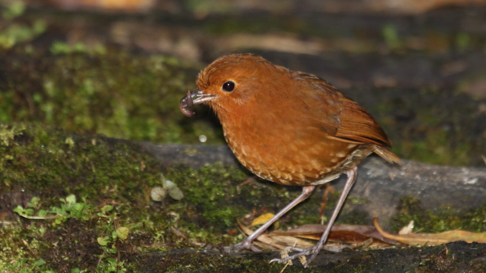 Muisca Antpitta