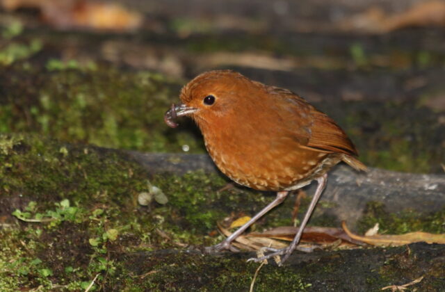 Muisca Antpitta