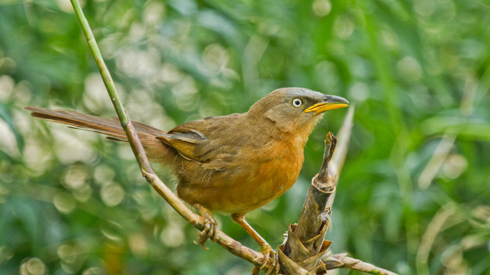 Rufous Babbler
