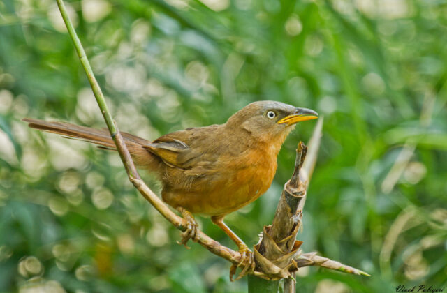 Rufous Babbler