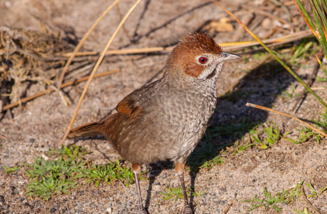 Rufous Bristlebird
