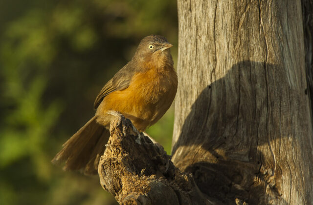 Rufous Chatterer