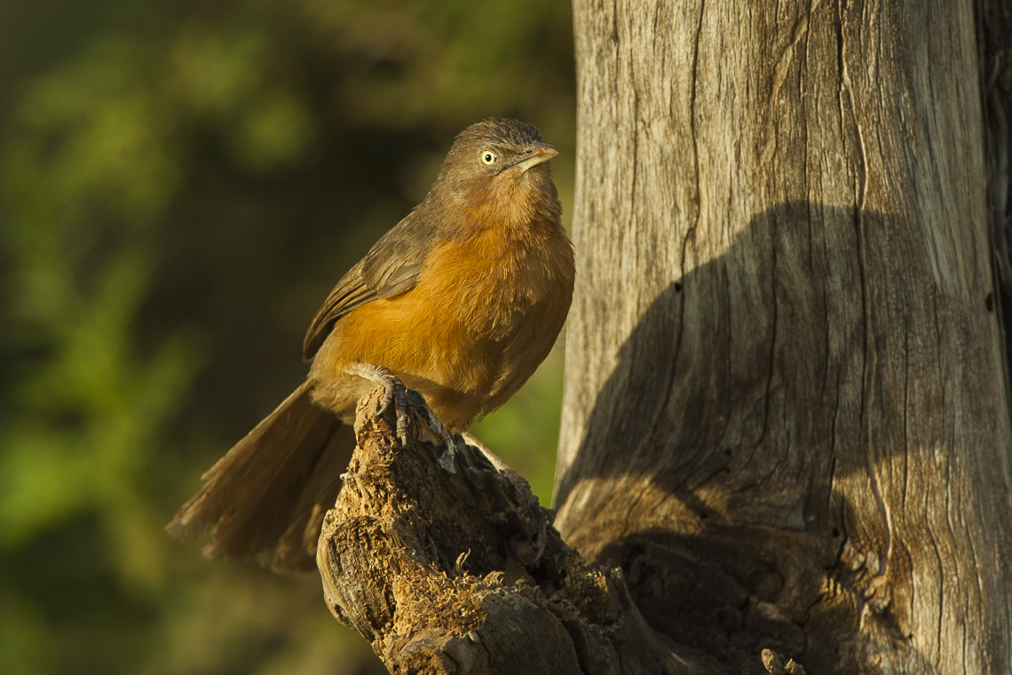 Rufous Chatterer