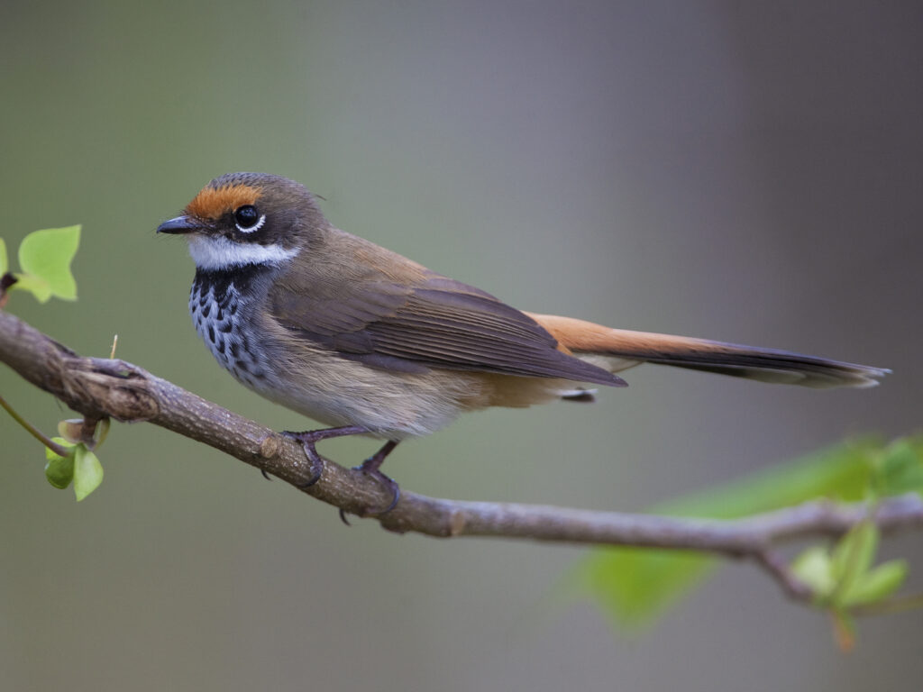 Australian Rufous Fantail