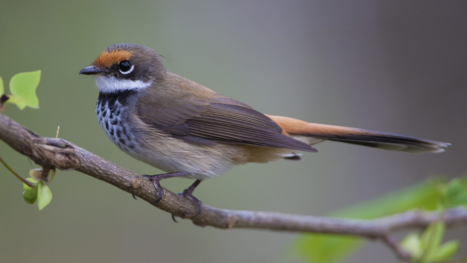 Australian Rufous Fantail