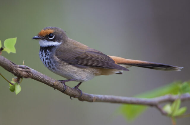 Australian Rufous Fantail