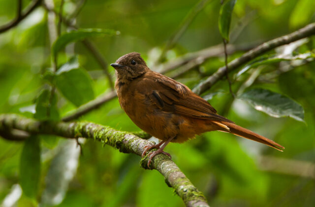 Fraser’s Rufous Thrush