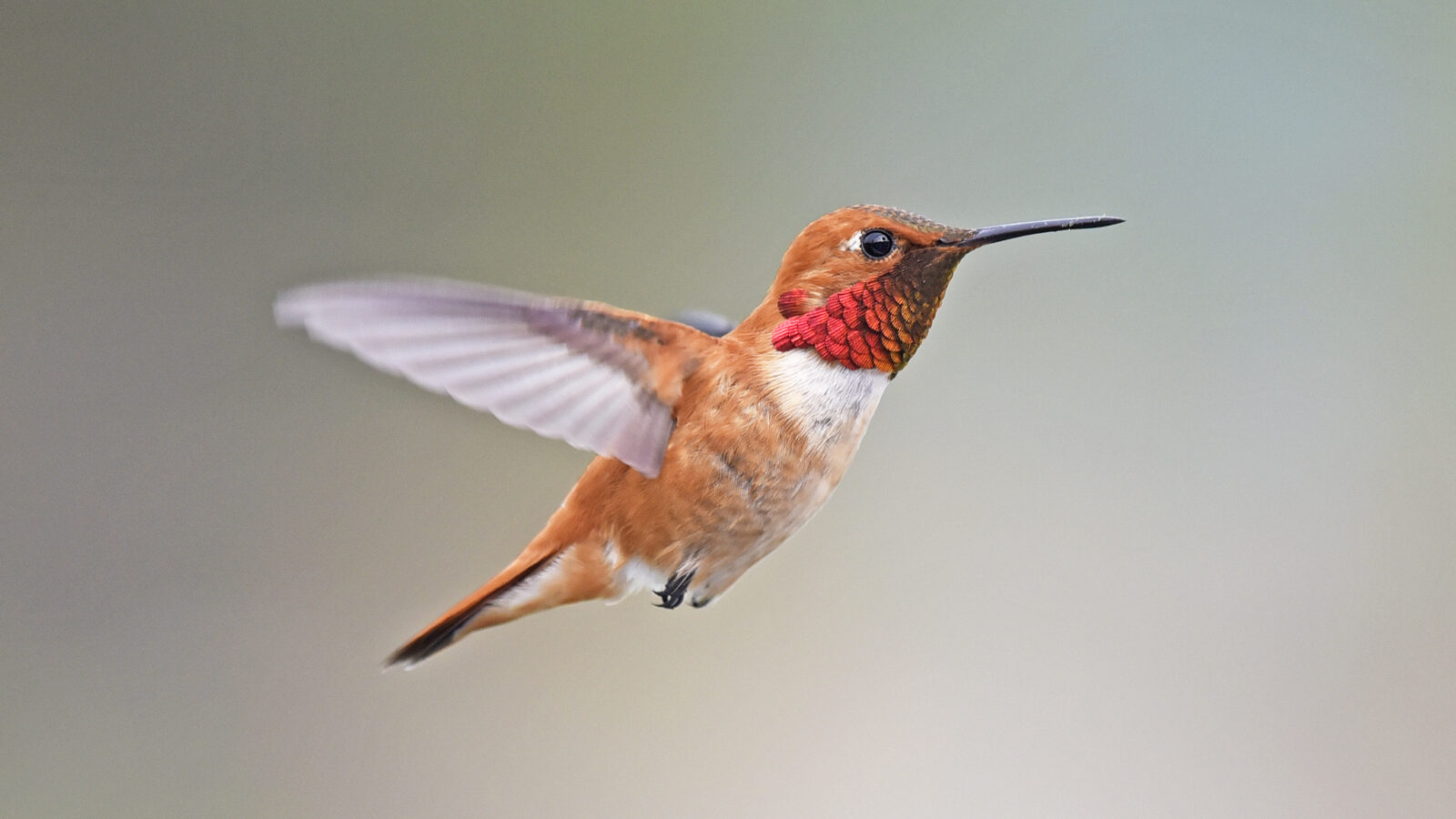 Rufous Hummingbird