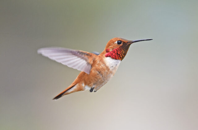 Rufous Hummingbird