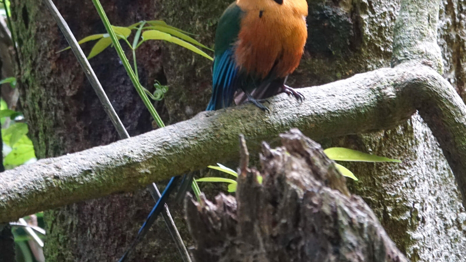 Rufous Motmot
